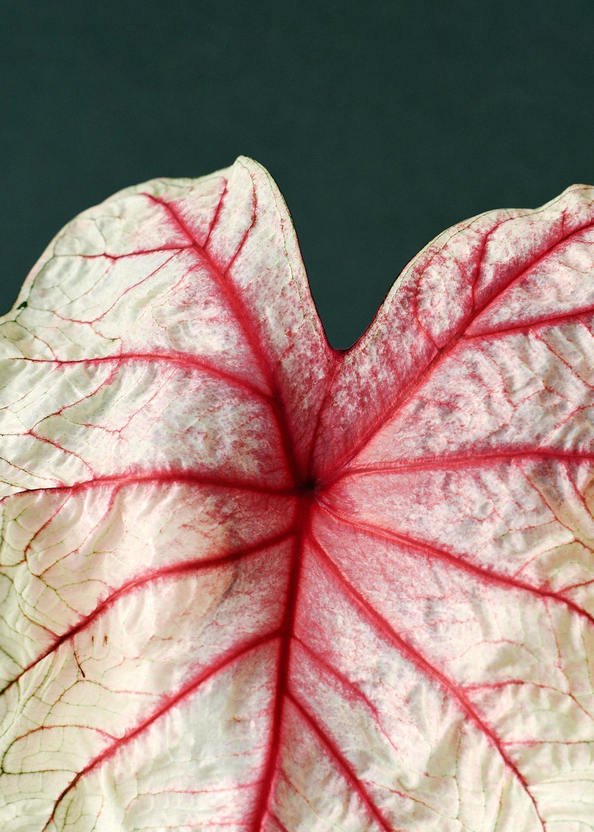 Extreme close-up of a Caladium White Queen leaf highlighting the frosty white texture and vibrant pink-red central veins.
