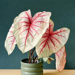 Established Caladium White Queen plant in a sage green ridged pot showing large white leaves with bleeding red veins.