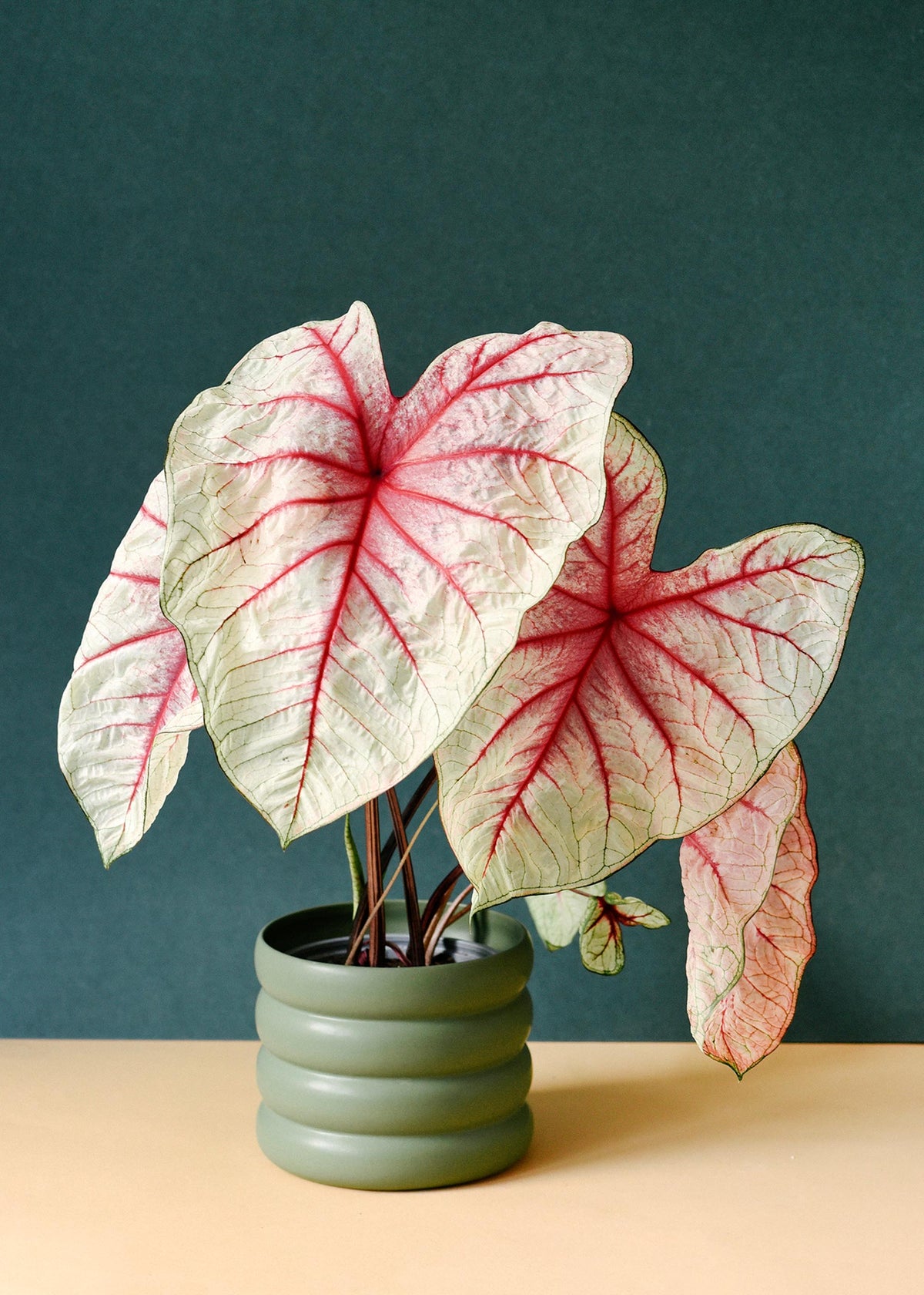 Established Caladium White Queen plant in a sage green ridged pot showing large white leaves with bleeding red veins.