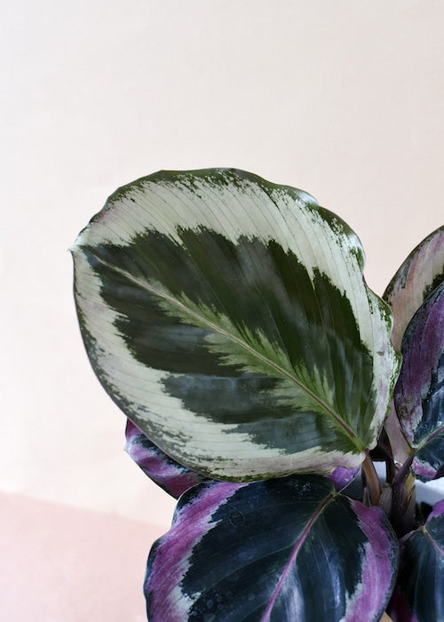 Goeppertia (Calathea) roseopicta 'Surprise Star' ('Princess Jessie') Large