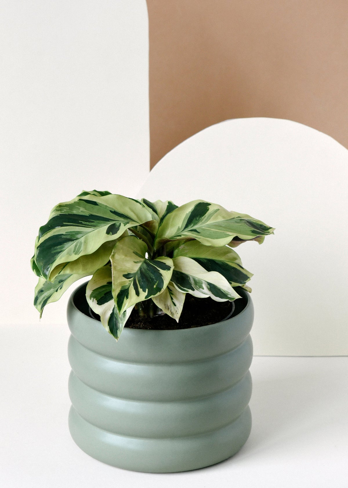 Goeppertia (Calathea) lietzei ‘Yellow Fusion’ (Yellow Miracle) Baby -  Plant Circle.