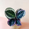 Goeppertia (Calathea) roseopicta 'Surprise Star' aka 'Princess Jessie' Small