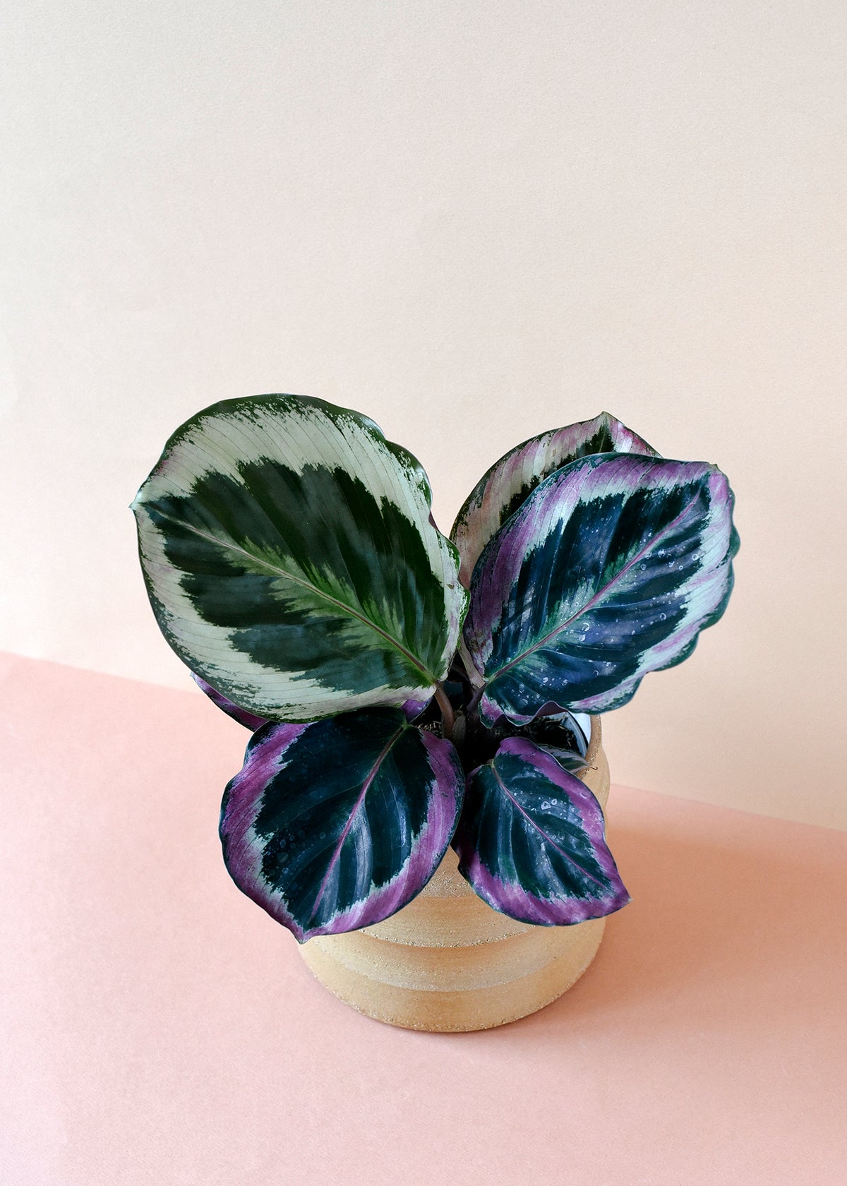 Goeppertia (Calathea) roseopicta 'Surprise Star' aka 'Princess Jessie' Small