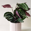 Healthy Goeppertia Calathea Medallion Medium in a pink ribbed pot with bold patterned leaves.