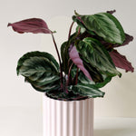 Healthy Goeppertia Calathea Medallion Medium in a pink ribbed pot with bold patterned leaves.