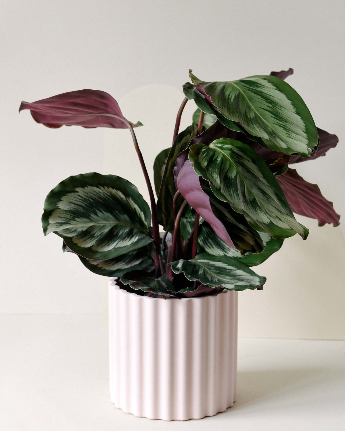 Healthy Goeppertia Calathea Medallion Medium in a pink ribbed pot with bold patterned leaves.