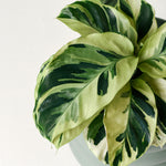 Goeppertia (Calathea) lietzei ‘Yellow Fusion’ (Yellow Miracle) Baby