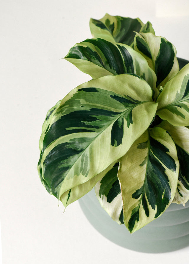 Goeppertia (Calathea) lietzei ‘Yellow Fusion’ (Yellow Miracle) Baby -  Plant Circle.