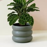 Goeppertia (Calathea) zebrina 