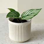 calathea_baby_1