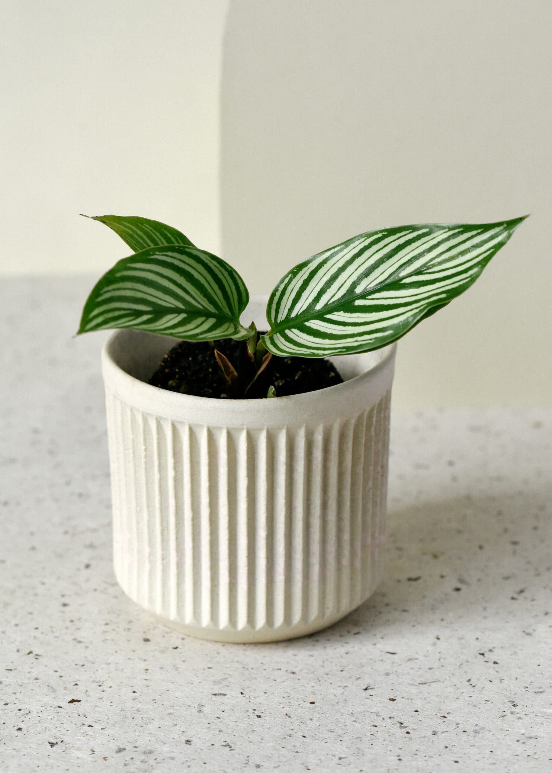 calathea_baby_1