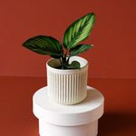 Healthy Calathea 'Beauty Star' Baby. A perfect calathea 'beauty star' baby for your indoor houseplant collection.