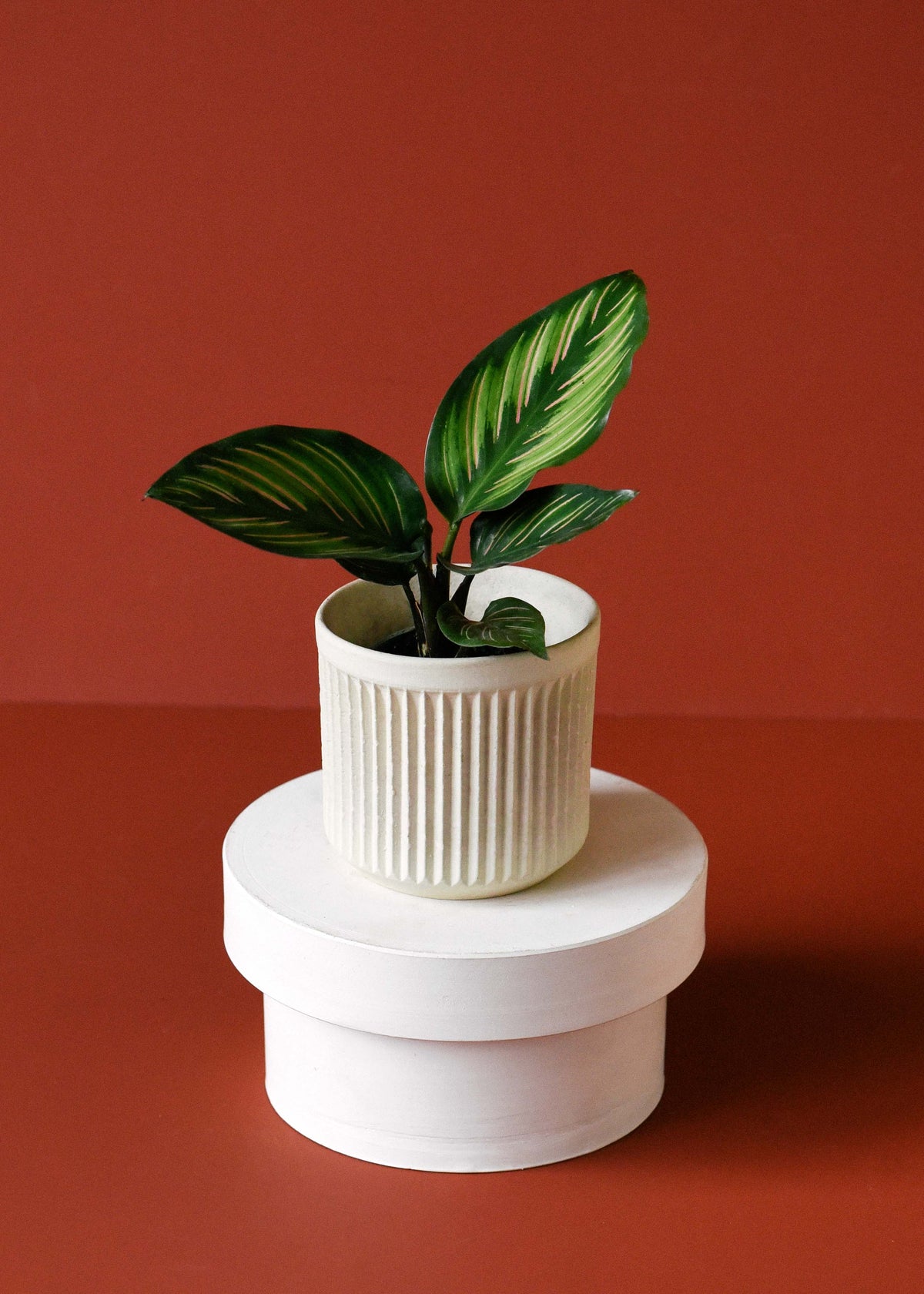 Healthy Calathea 'Beauty Star' Baby. A perfect calathea 'beauty star' baby for your indoor houseplant collection.