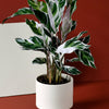 calathea white fusion