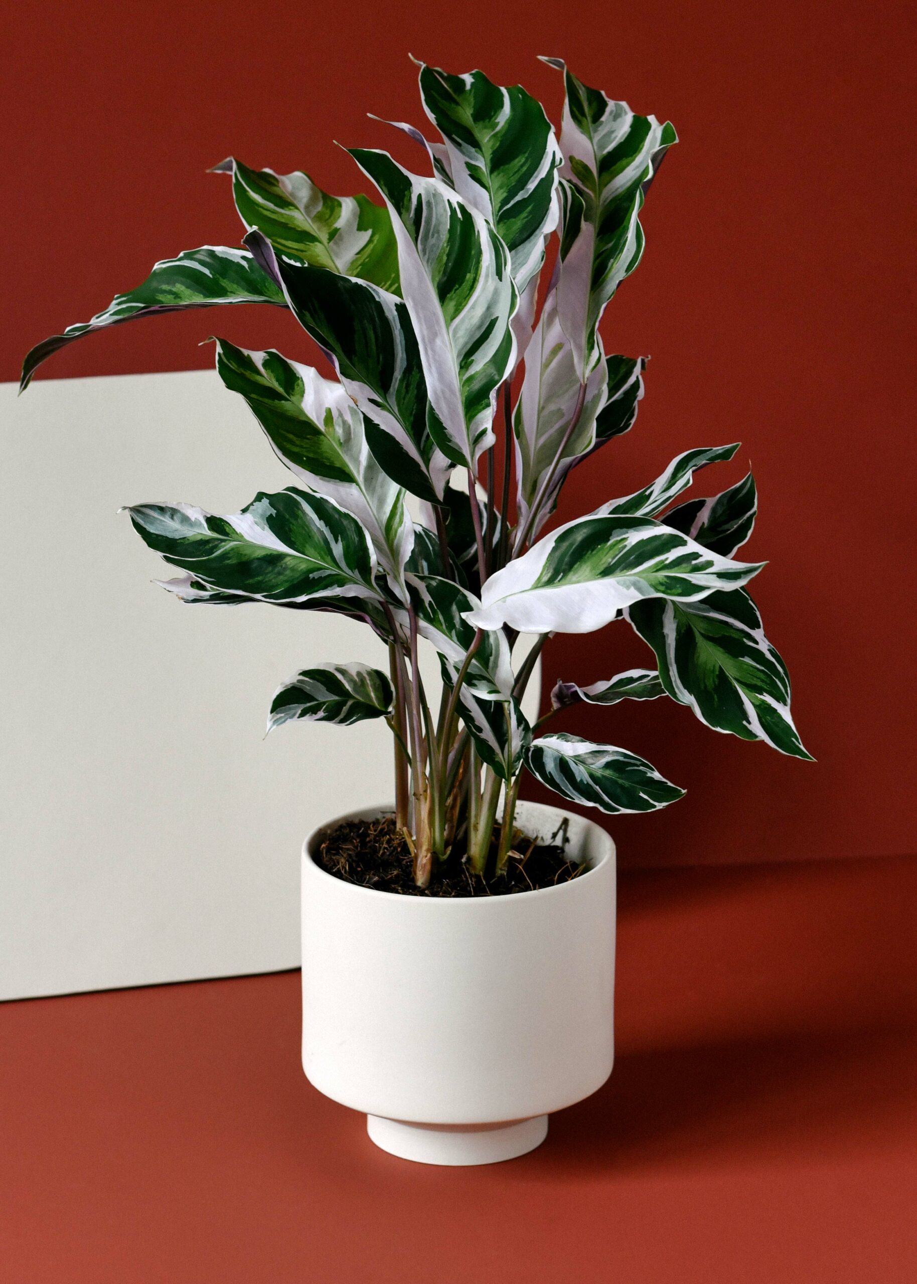 calathea white fusion