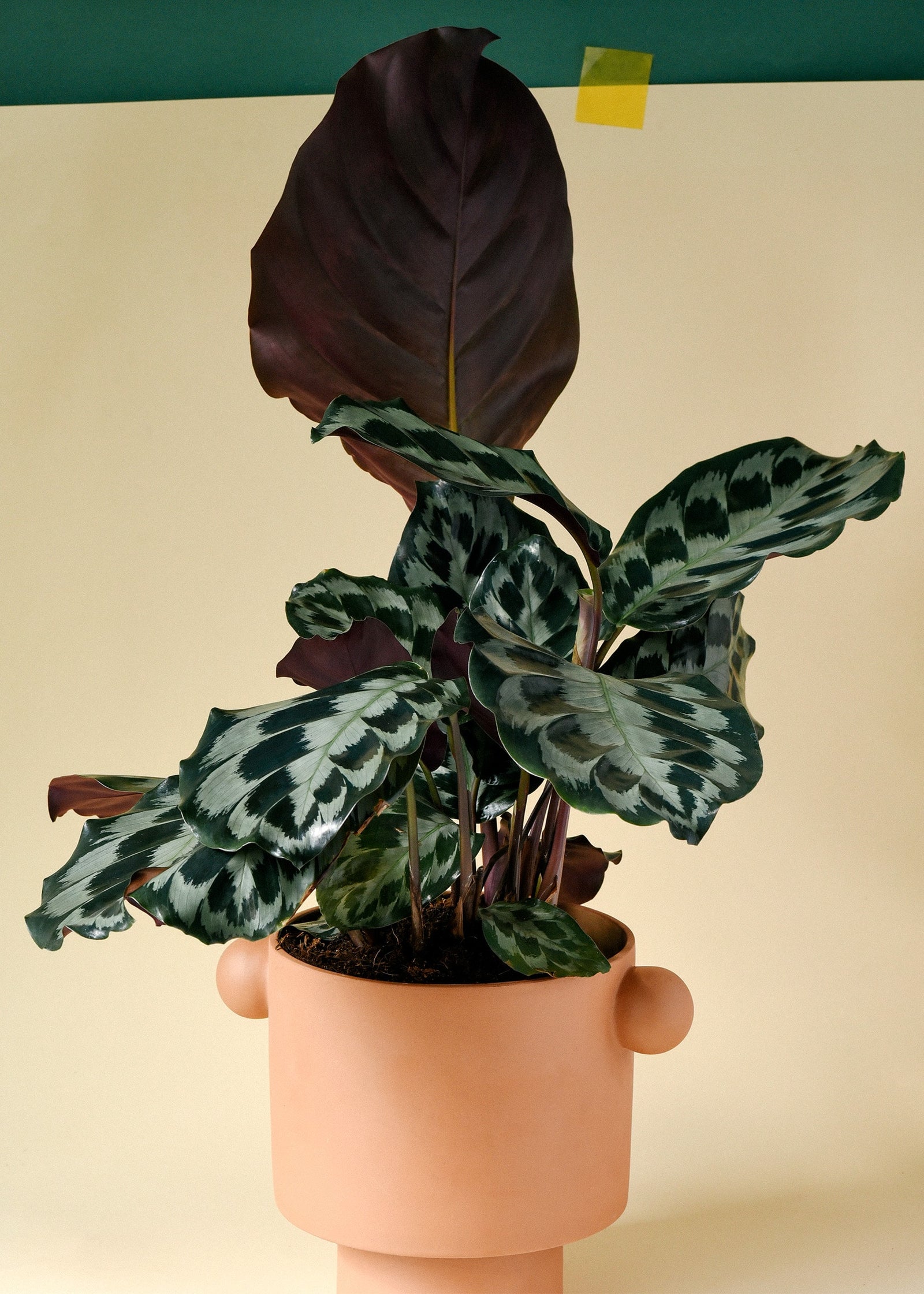 calathea_helen_1