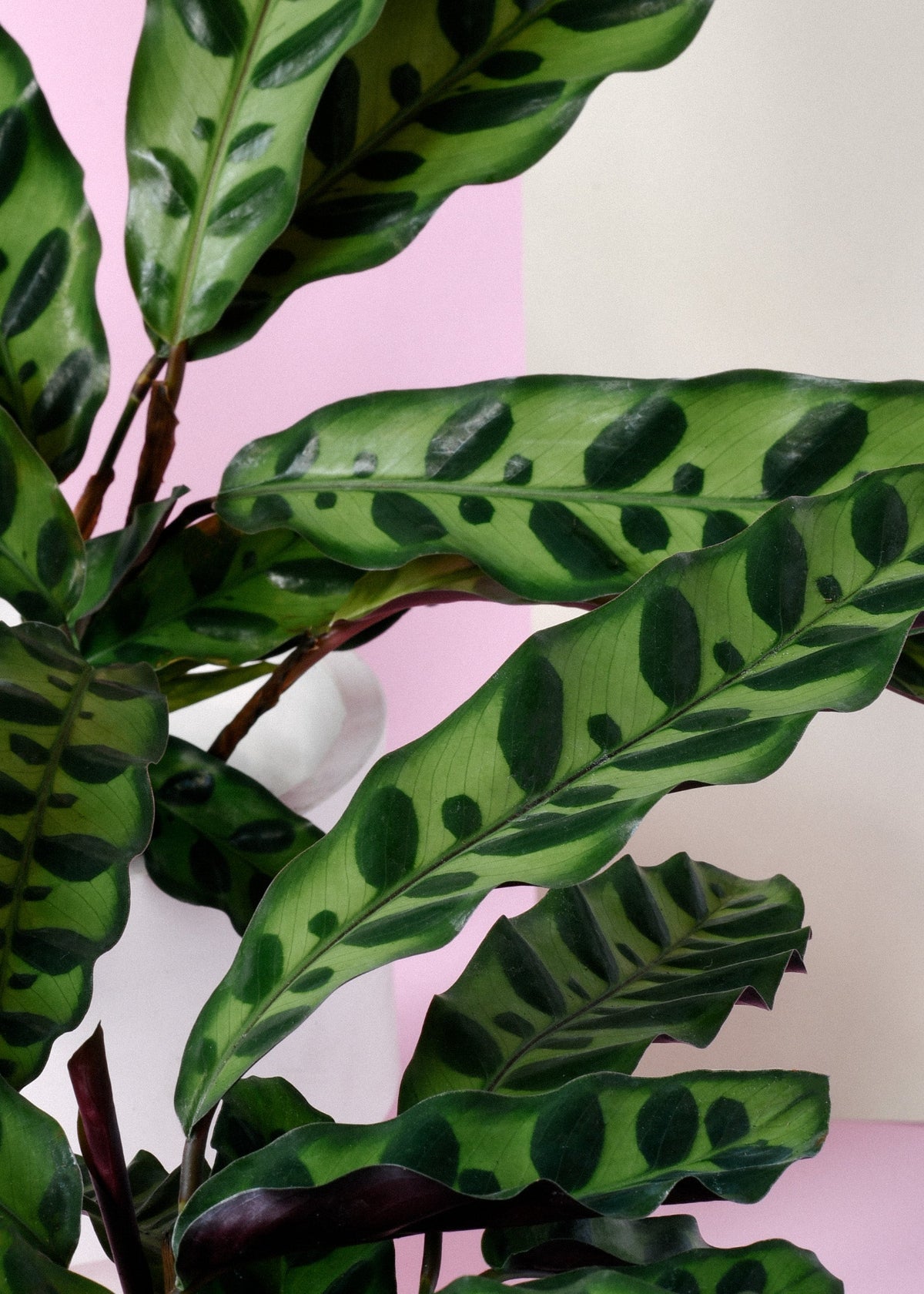 Goeppertia (Calathea) Insignis Large