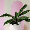Goeppertia (Calathea) Insignis Large