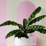 Goeppertia (Calathea) Insignis Large