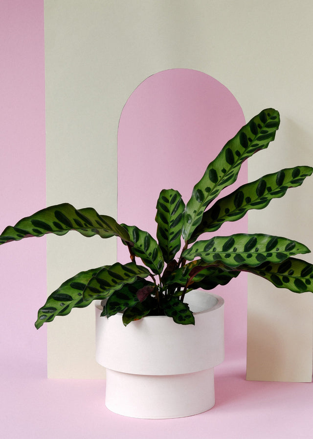 Goeppertia (Calathea) Insignis Large