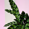 Goeppertia (Calathea) Insignis Large