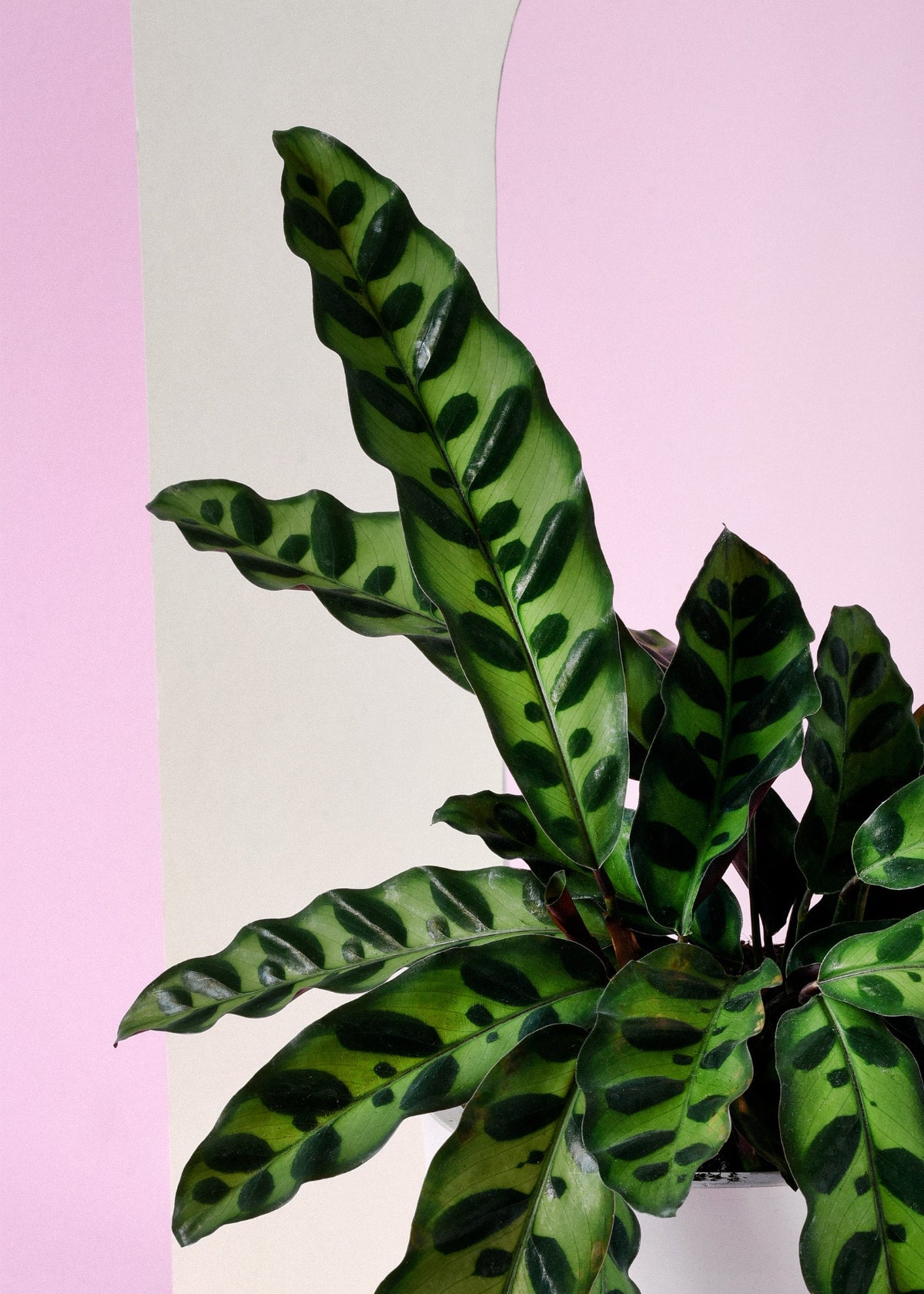 Goeppertia (Calathea) Insignis Large
