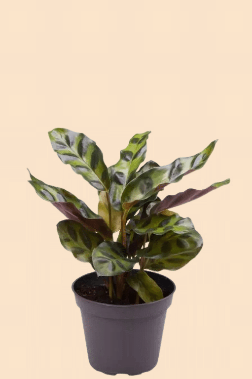 Calathea Lancifolia Baby 2