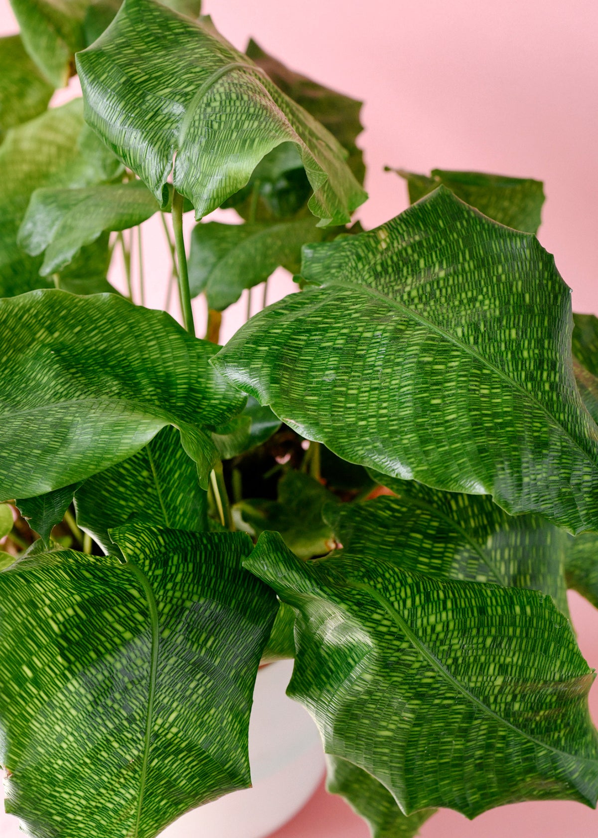 Goeppertia kegeljanii 'Network' (Calathea musaica) Large