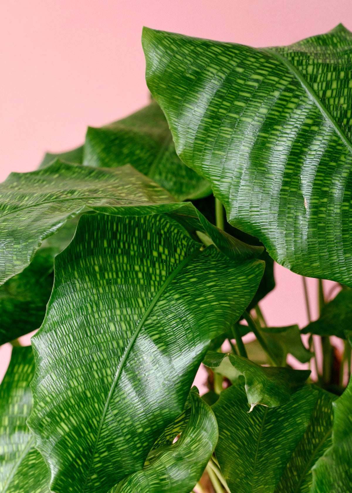 philodendron musaica Goeppertia kegeljanii 'Network' (Calathea musaica) Large