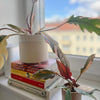 Potted caramel marble plant on a windowsill with books underneath, window showing blurred buildings outside