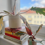 Potted caramel marble plant on a windowsill with books underneath, window showing blurred buildings outside