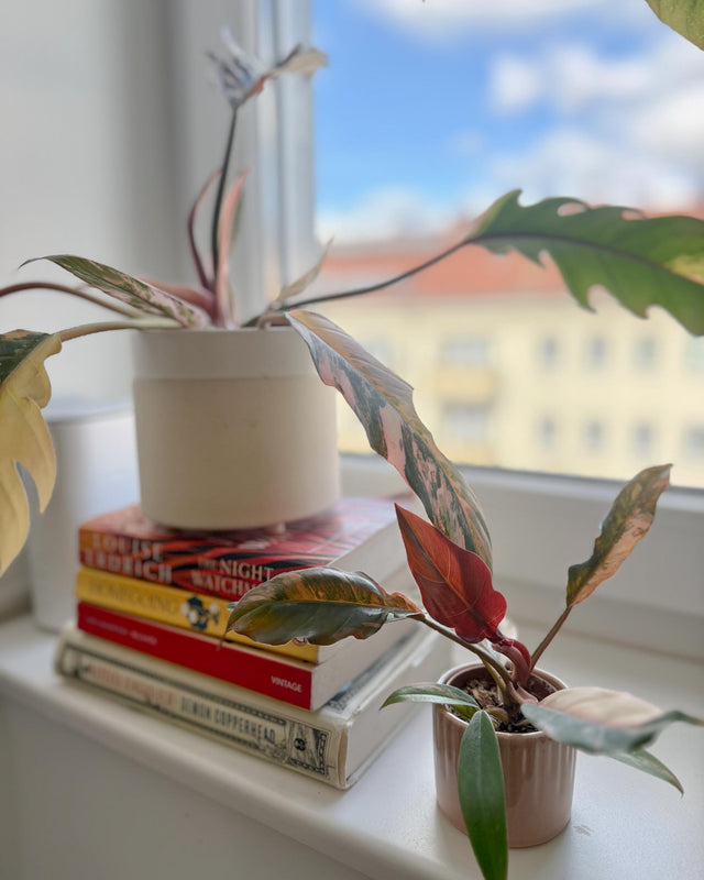 Potted caramel marble plant on a windowsill with books underneath, window showing blurred buildings outside