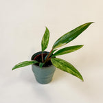 Baby Philodendron ‘Caramel Marble’ in green pot with long, variegated leaves featuring caramel and green tones.
