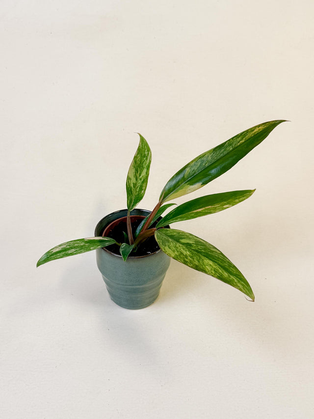 Baby Philodendron ‘Caramel Marble’ in green pot with long, variegated leaves featuring caramel and green tones.
