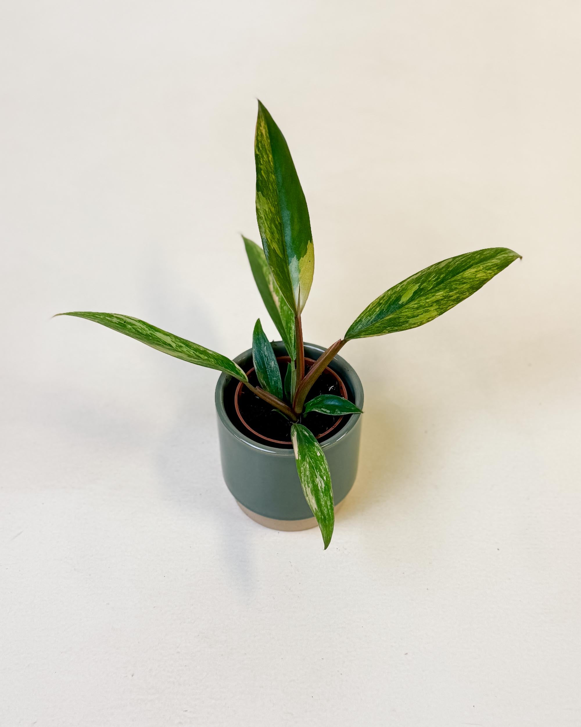 Philodendron ‘Caramel Marble’ baby plant with narrow variegated foliage and warm-toned stems.
