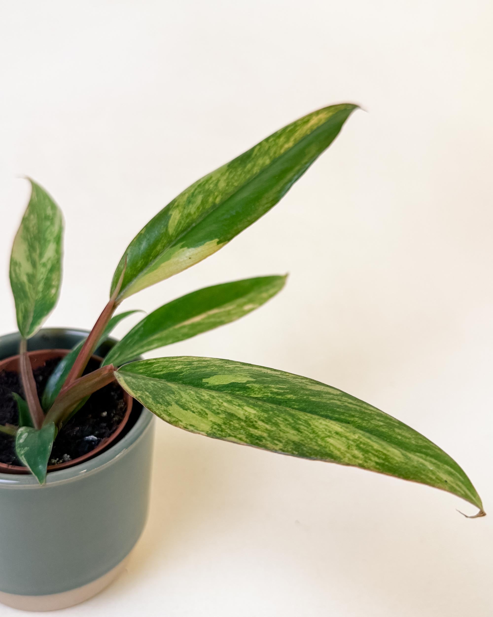Close-up of baby ‘Caramel Marble’ Philodendron showing marbled green and caramel variegation.
