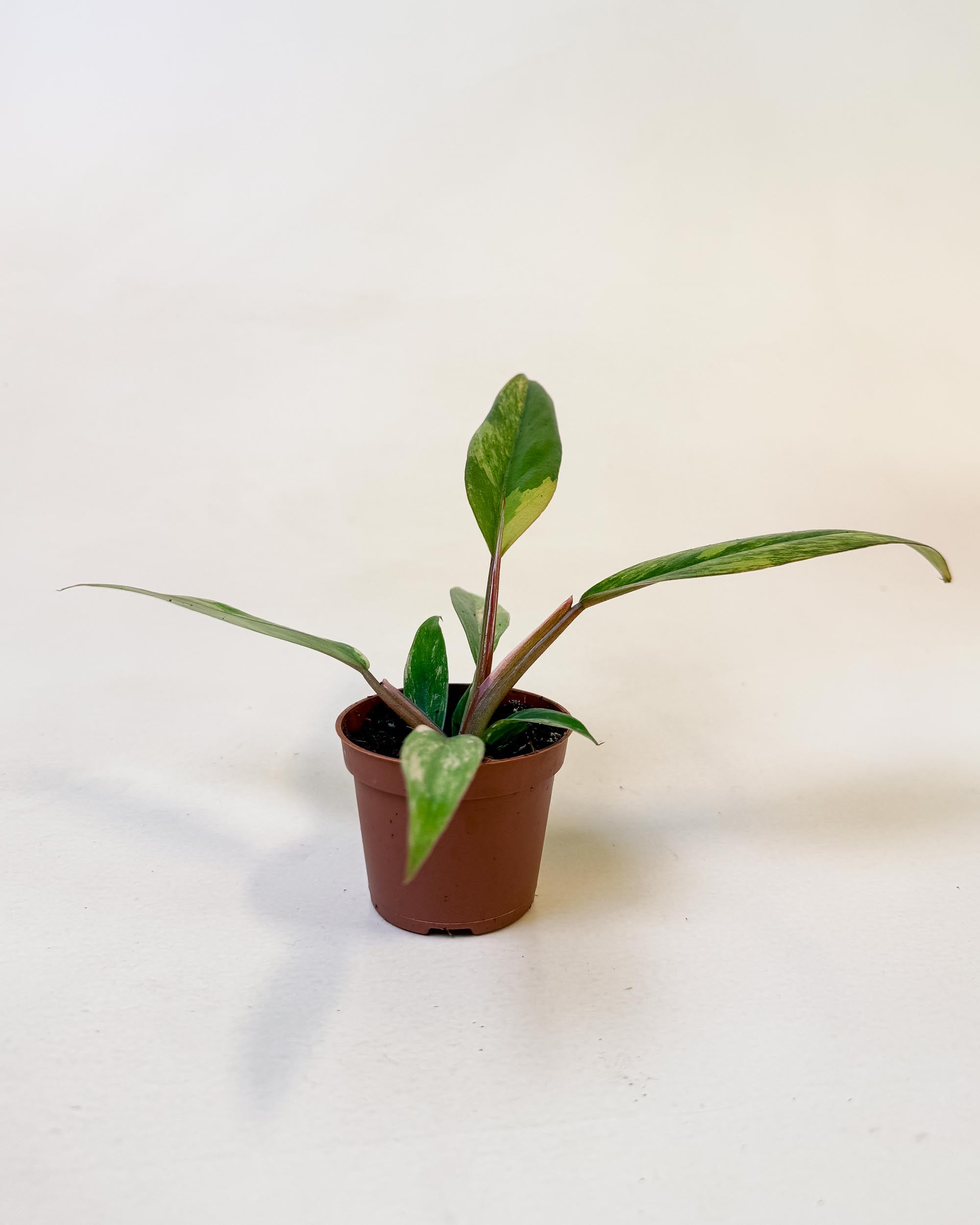 Philodendron ‘Caramel Marble’ baby in nursery pot with elongated, marbled leaves and compact growth.
