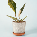 philodendron caramel marble