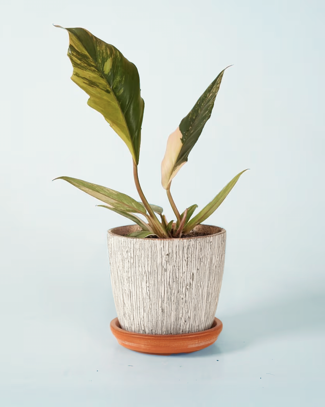 philodendron caramel marble