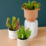 Three potted carnivorous plants arranged on a peach tabletop against a dark teal background. A tall terracotta planter with a white pedestal base holds a green Venus flytrap, while two smaller speckled white pots hold pitcher plants.