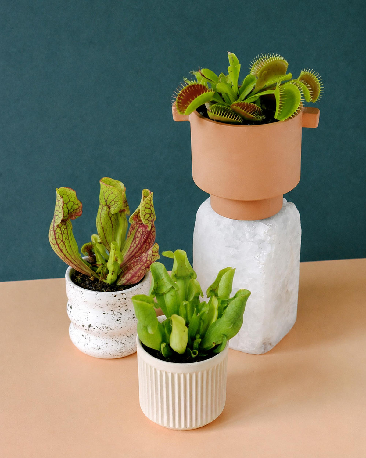 Three potted carnivorous plants arranged on a peach tabletop against a dark teal background. A tall terracotta planter with a white pedestal base holds a green Venus flytrap, while two smaller speckled white pots hold pitcher plants.