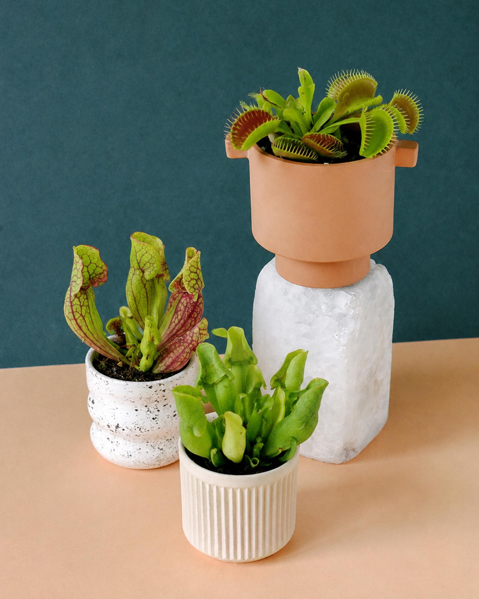 Three potted carnivorous plants arranged on a peach tabletop against a dark teal background. A tall terracotta planter with a white pedestal base holds a green Venus flytrap, while two smaller speckled white pots hold pitcher plants.