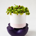 A potted Venus flytrap plant in a white and pale pink cylindrical planter, displayed on a dark purple saucer against a clean white background.
