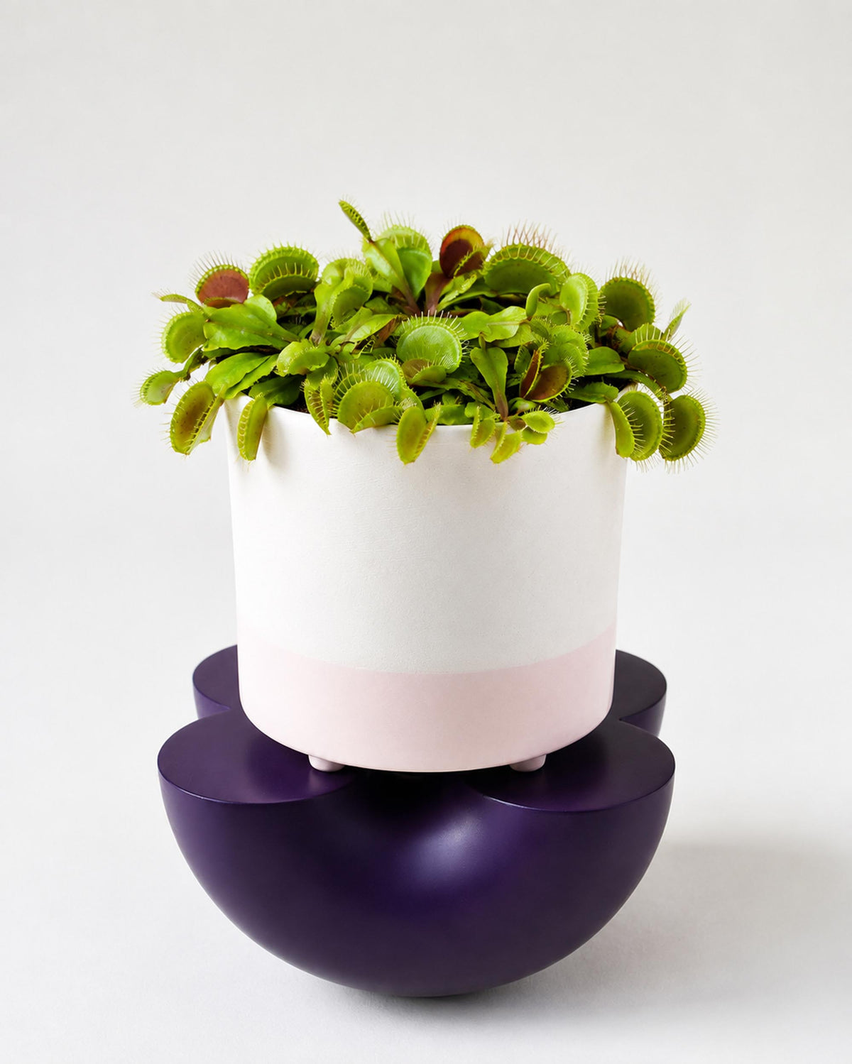 A potted Venus flytrap plant in a white and pale pink cylindrical planter, displayed on a dark purple saucer against a clean white background.