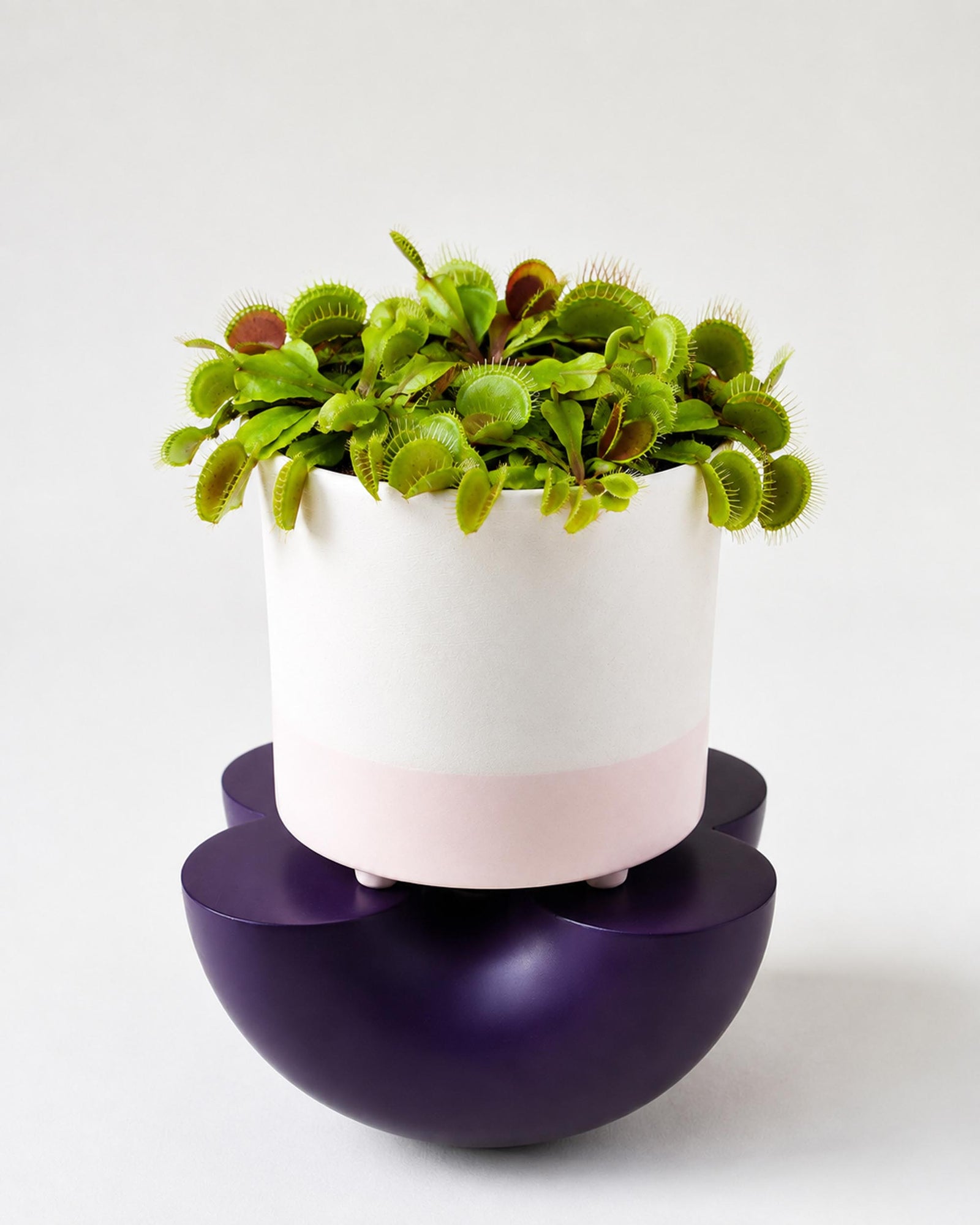 A potted Venus flytrap plant in a white and pale pink cylindrical planter, displayed on a dark purple saucer against a clean white background.