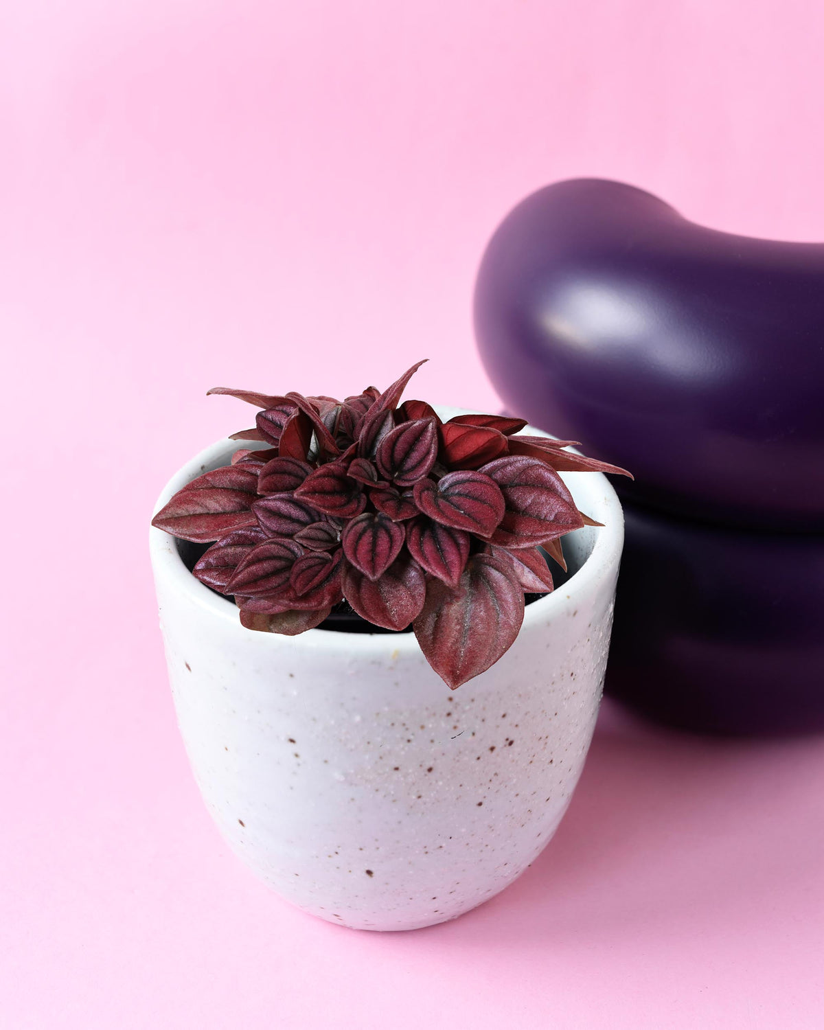 Small potted peperomia cayenne with purple leaves in a white pot on a pink background