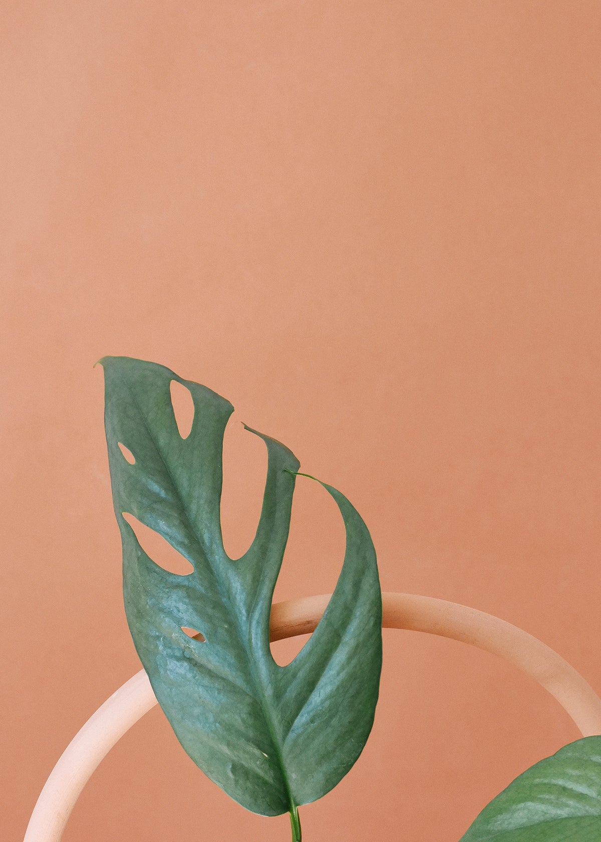 Epipremnum Pinnatum Cebu Blue detail leaf shot showing fenestrations 