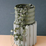 Healthy Ceropegia Woodii (String Of Hearts) M. A perfect ceropegia woodii (string of hearts) m for your indoor houseplant collection.