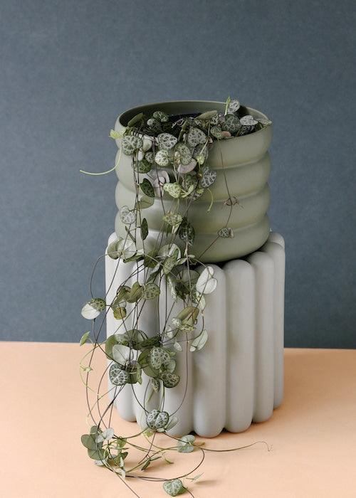 Healthy Ceropegia Woodii (String Of Hearts) M. A perfect ceropegia woodii (string of hearts) m for your indoor houseplant collection.