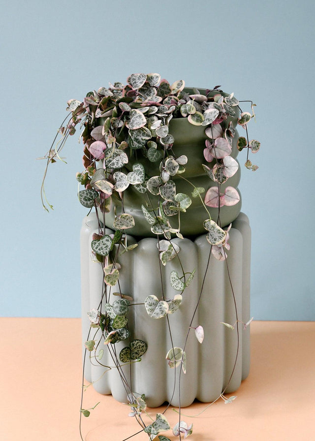 Healthy Ceropegia Woodii Variegata M by Plant Circle. A perfect ceropegia woodii variegata m by plant circle for your indoor houseplant collection.